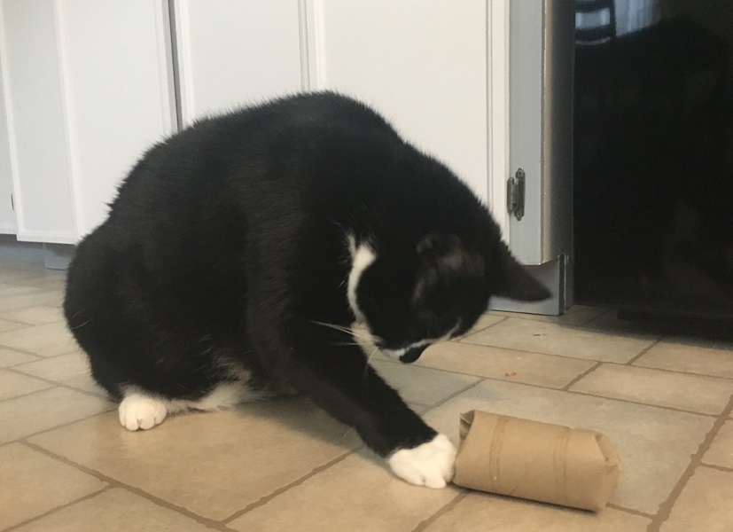 Simple and easy cat enrichment for Micah